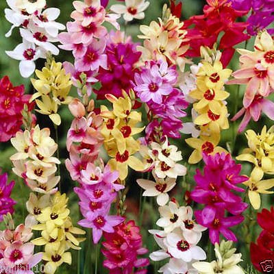 African corn lily Bulbs, Ixia Mixed shades of white, yellow, orange, pink, red.