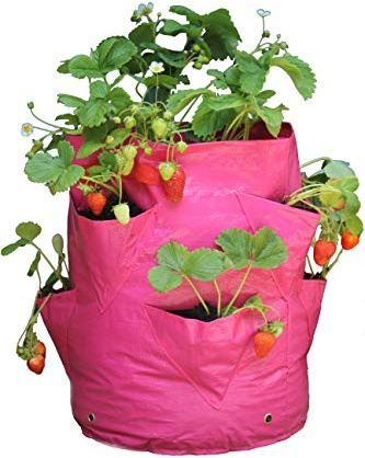 Haxnicks 2 x Reusable Strawberry And Herb Garden Planters | Tall Grow Bag Planters With Pockets To Grow Strawberries | Instant Portable Herb Garden | Pack Of 2, 35 x 35 x 45 cm | Planter110101
