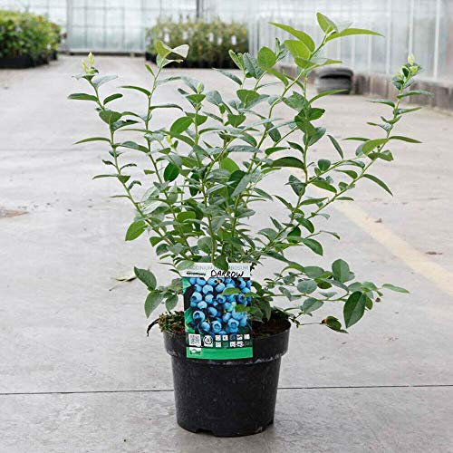 Blueberry Fruit Hardy Shrub Flowering Garden Plant 'Darrow' 2X 3 Litre Pot by Thompson and Morgan (2)