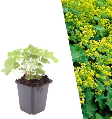 Plants by Frank | 12 Plantes d’alchémille | Alchemilla mollis | Couvre-sol rustique | Plantes vivaces de bordure | Très florifère | Port dense | Plantes d’extérieur | Jardin