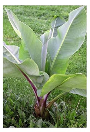 Pcs - 10x Ensete Ventricosum Large Seed Banane Jardin Plantes - Graines ID774 - Seeds & Plants Shop by Ipsa