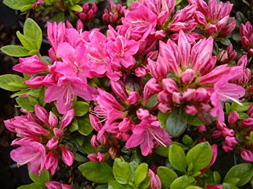 Japanische Azalee Kermesina - Syn. Kermesinum - Rhododendron obtusum - 25-30cm