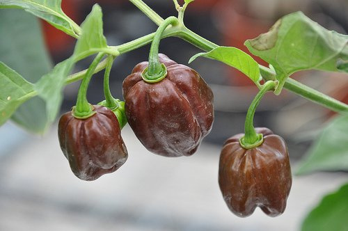 PEPERONCINO HABANERO COLOR CIOCCOLATO NR.25 SEMI