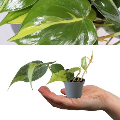 Philodendron scandens Brasil - Sweetheart Plant - 15-20cm in Height Inc Pot - Mini Indoor Plant - Variegated Foliage (2 Plants)