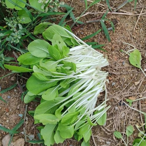 semi di pak choi interno giardino biologici varietà antiche in vaso 800pcs