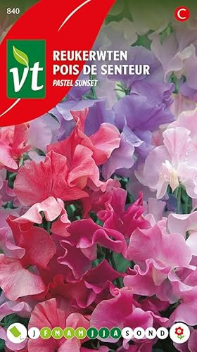 Pois de senteur Pastel Sunset Graines - Plante grimpante à fleurs au parfum très agréable