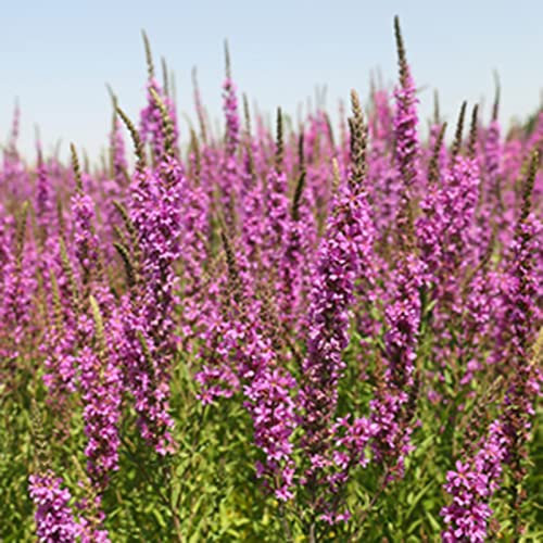 Haloppe 50 Stücke Roter Lavendel Blumen Pflanzen Samen für Hausgarten Pflanzen, Roter Lavendel Samen Mehrjährige Blumensamen für Balkon Lavendelsamen
