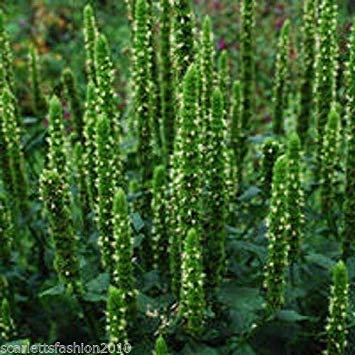 Agastache 'Green Candele' Verdi Poker Agastache Nepetoides perenne 50 Semi:Seeds