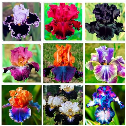 Iriszwiebeln,Winterhart mehrjährig pflanzen,Seltene pflanzen,schwertlilie rhizome,iris Bulbs Mehrjährige krautige,iris Blume,Schwertlilie lila,Iris-schwertlilie Zwiebeln pflanzen.- 6zwiebeln-A