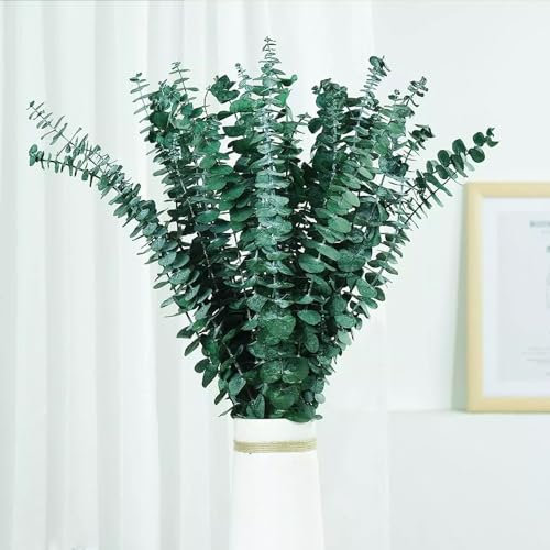 Barlone 30 Stück Eukalyptus Getrocknet, Trockenblumen Eukalyptus Deko, Trockenblumen Grün Eucalyptus Deko, Geeignet für Hochzeiten, Tischdekorationen, Blumenarrangements, Heimdekorationen