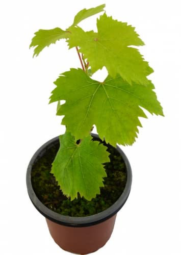 Uva Verde Árbol Frutal Altura Viñedo de Uva Verde 1 Unidad de Vid o Vitis Planta Natural