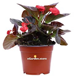Pianta vera di Begonia Semperflorens o Begonietta fiori vari colori ornamentale da esterno venduta da eGarden.store (Rosso - Foglia Scura)