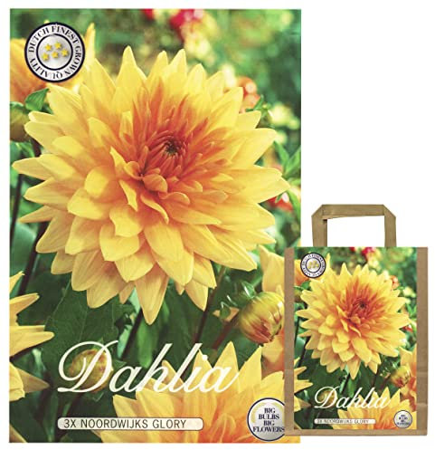 Interflowers Dahlia Lot de 3 bulbes de fleurs Dahlia multicolores au choix pour l'été, fleurs et oignons de fleurs dans un emballage cadeau bio Fleurs pluriannuelles (3 x Dahlie Noordwijks Glory)