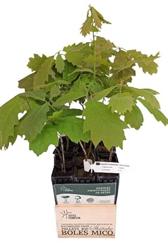 HIFAS - Roble americano (Quercus rubra) micorrizado productor de setas Boletus edulis y madera, Perfecto para el cultivo de árboles en jardín o campo. Alveolo forestal. Pack 12 árboles.
