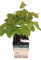 HIFAS - Roble americano (Quercus rubra) micorrizado productor de setas Boletus edulis y madera, Perfecto para el cultivo de árboles en jardín o campo. Alveolo forestal. Pack 12 árboles.