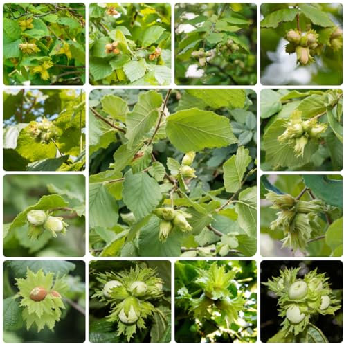 haselnussstrauch kaufen samen - gartendeko für draußen winterharte stauden bonsai baum grünpflanzen gewächshaus balkon topfpflanzen draußen winterhart baumsamen steingartenpflanzen 10pcs