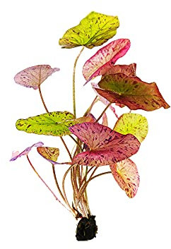 Garnelio - Tigerlotus rot für das Aquarium - Wasserpflanzen - Nymphaea Lotus, Art:1 x Knolle