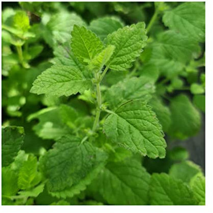 Lemon Balm Plug Plants (Melissa officinalis) Amazing Lemon Scent, 6 Plants per Pack - Start Your own herb Garden. Grow Your own, Lemon Balm