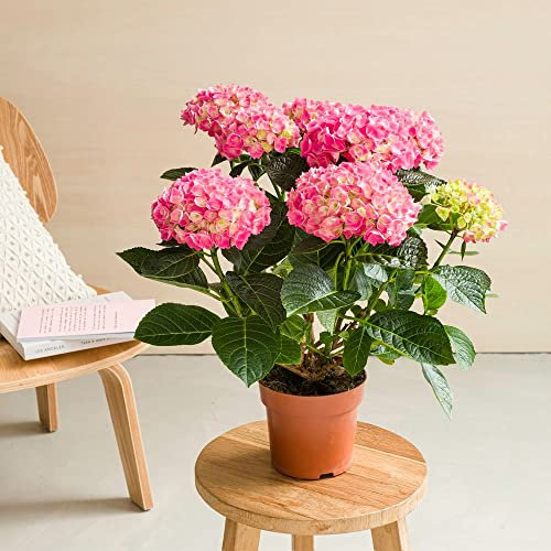 Fleurs et Délices - Hortensia Rose Sans Cache Pot - Plante Intérieur ou Plante Exterieur - Cadeau Fête des Mères - Idée Cadeau Femme - Cadeau Maman - Plante à Offrir