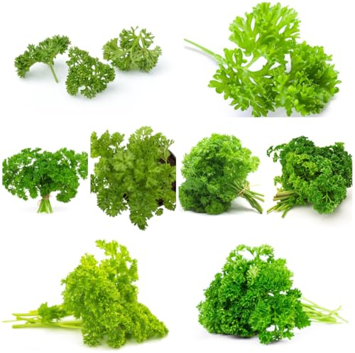 semillas de perejil, resistentes al aire libre, para camas elevadas, raras, 300pcs