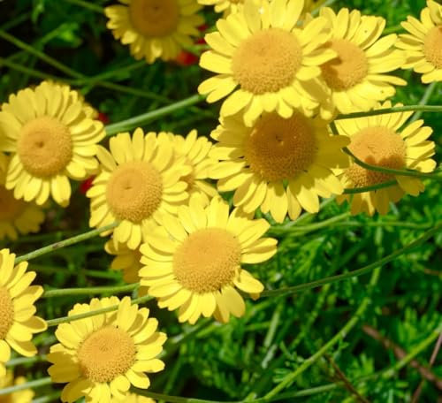 1 Pack of 1100 SEEEDS Yellow Marguerite Daisy - Anthemis Tinctoria