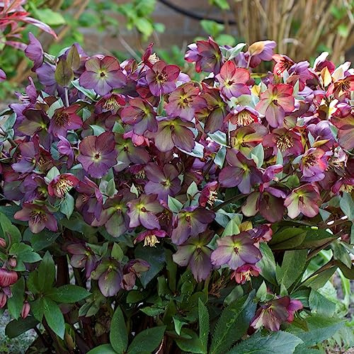Helleborus Star of Passion - Christmas Rose Plant, Ground Cover Plants Evergreen, Hellebores Plants Garden Ready, Outdoor Plants Shade Lovers Perennial Plants Garden Ready (9cm Pot, 10-20cm)
