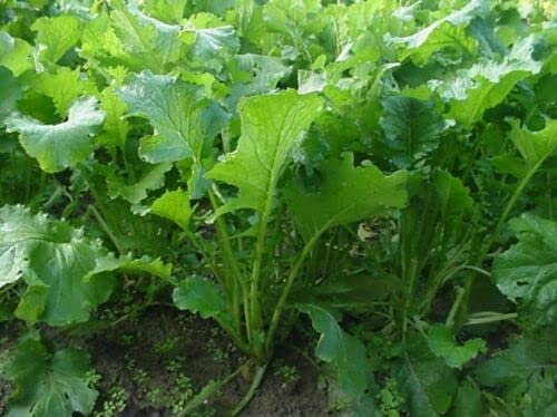 150 SEMI DI RAPA A FOGLIE SENZA TESTA