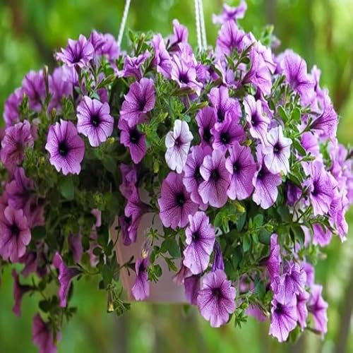 100 graines de fleurs de pétunia fraîches