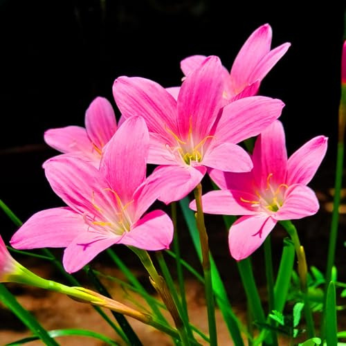 Lirio De Lluvia Zephyranthes CáNdida Bulbos Bulbos De Lirio De Lluvia PlantacióN Al Aire Libre Resistente Al FríO Y De Bajo Mantenimiento.-3bulbs-A
