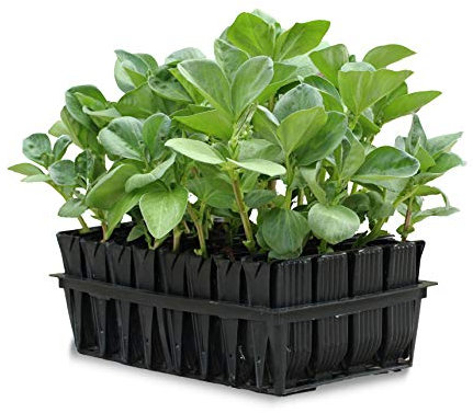 Haxnicks Deep Rootrainers | Reusable Deep Root Trainers | Seed Planting | Deep Rooted Plants | The Most Popular Size For Sweet Peas Vegetable Plants Peas Beans | Black, 32 Cells | RT010101