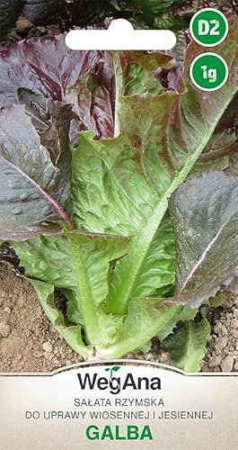 WegAna Laitue romaine Laitue Galba Graines 1g, Graines de légumes robustes, Graines de légumes, Graines de culture, Graines pour la serre