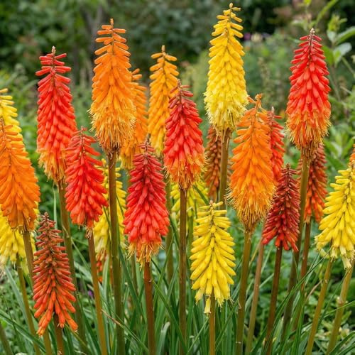 Kniphofia Mix Kollektion - 5 Plantor - Mix av 5 Sorter och Färger - Tålig och Perenn - Perenner från Holland - Inga Frön, Inga Lökar och Inte Konstgjorda