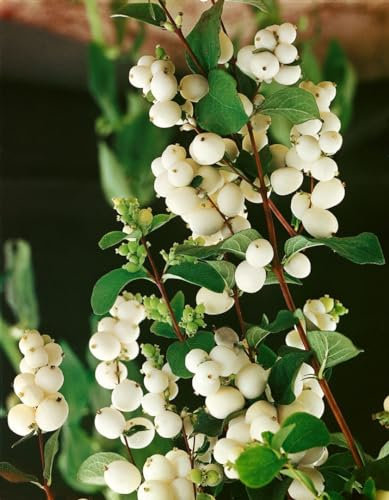 Symphoricarpos albus laevigatus 60-100 cm - Schneebeere, weiße Beeren, Herbstfärbung, ideal für Hecken, pflegeleicht und winterhart