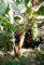Chinesische Yunnan-Banane 10 Samen -Frostharte Banane- Musa yunnanensis
