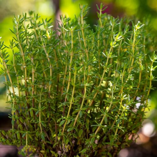 Semi di menta piperita coltivazione di giardino balcone selvatiche resistenti verdi giardino 100pcs