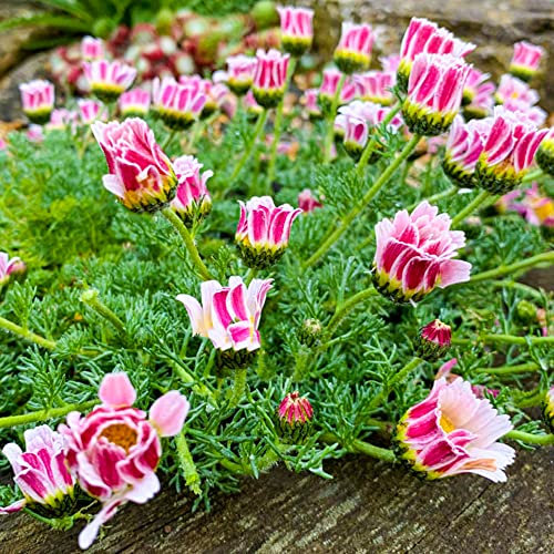 Anacyclus Pyrethrum Depressus (Pot de 9cm) - Vivace compacte et basse - Idéal pour jardins de rocaille & couvre-sol