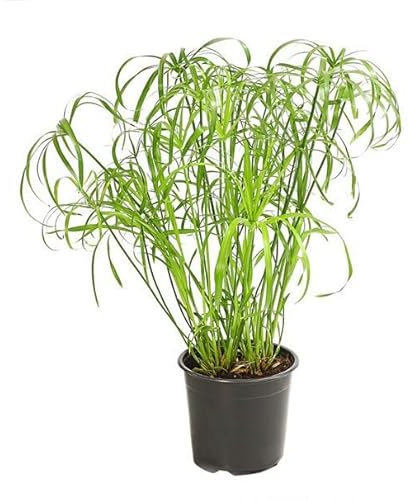 Planta del Papiro Natural Planta Acuática de Exterior Fácil de Cuidar