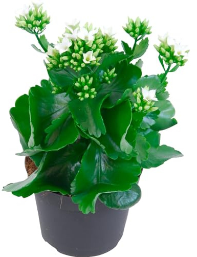 Planta de Navidad Exótica Kalanchoe Planta Natural de Interior y Exterior