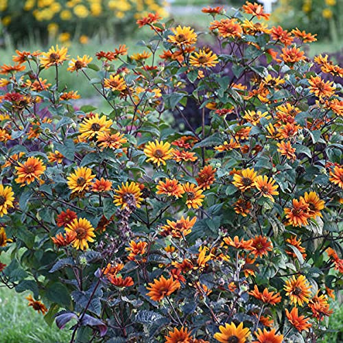Votaniki Heliopsis helianthoides VAR. scabra 'Bleeding Hearts' (False Sunflower) #1 Size Root for Planting – Hardy Perennial & Long-Lasting Blooms | Summer Flowers, Easy to Grow (3 Pack)