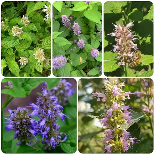 semillas de ortiga perfumada, productos sostenibles Agastache foeniculum, semillas de balcón con jardín de jardín de exóticas 400pcs