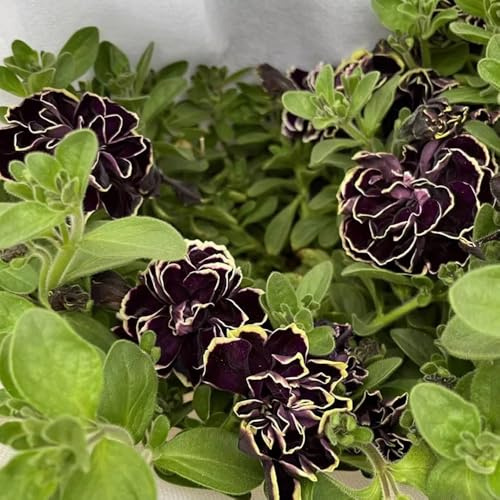 semillas de petunia colgando macizos, variedades antiguas petunia petunia Las del jardín de rocas son resistentes 600pcs