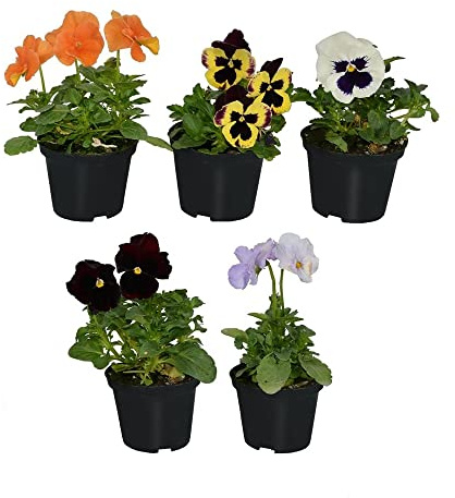 Plantas con Flor Pack de 5 Pensamientos Plantas Viola con Flores de Colores