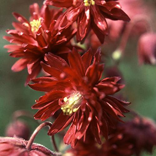 Viridis Hortus - 70 x Aquilegia Double Rubies - Hardy Perennial Flower Seeds