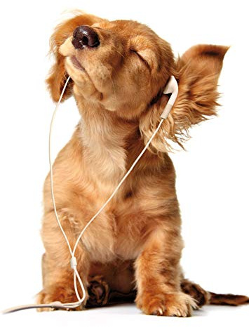 Edition Colibri 11087 Lot de 3 cartes postales amusantes en forme de chien musical avec motif animal