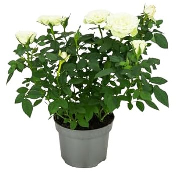 Rosal de Pie Bajo Blanco Natural Añade un Toque de Naturaleza con este Rosal