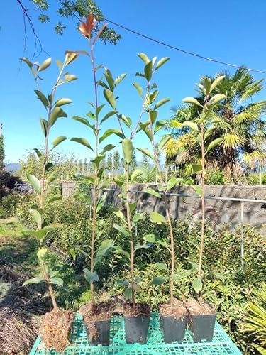 Vivai Piante Ferretti Photinia Fraseri Red Robin Alt. 60/80 cm - Foto Reali