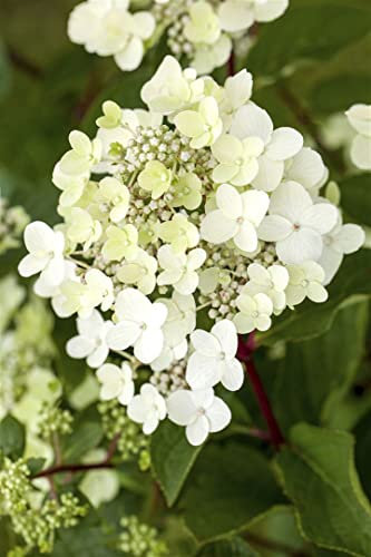 Hydrangea paniculata 'Vanille-Fraise' 40–60 cm – Winterhart, Mehrjährig, Pflegeleicht – Rispenhortensie – Blütenstrauch für Garten & Kübel