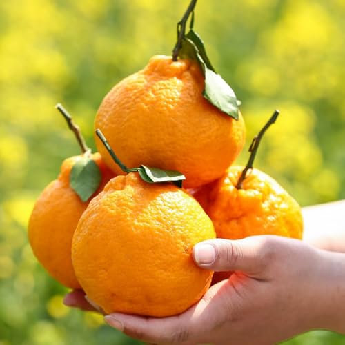 orangenbaum kaufen samen - mandarinenbaum -,exotische pflanzen winterhart sapote frucht, winterharte kübelpflanzen obstbaum, steingartenpflanzen winterhart bonsai baum, balkonpflanzen 55pcs