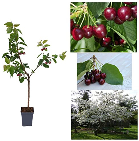 Cherry Tree - Prunus avium 'Regina' - Patio Fruit Tree 2-4ft in 5 Litre Pot - High Yielding (3 Plants)