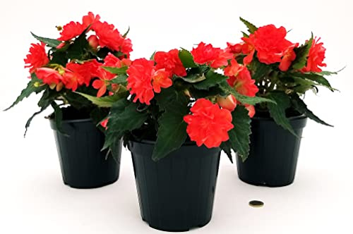 POWERS TO FLOWERS - BEGONIA PENDULA DA BALCONE, A FIORE ROSSO, 3 PIANTE VASO 14 CM, piante vere